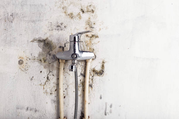 Best Mold Removal Process  in Attica, MI
