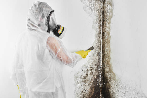 Best Emergency Mold Removal  in Attica, MI