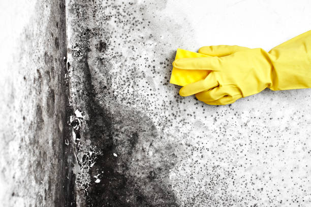 Best Mold Damage Repair  in Attica, MI