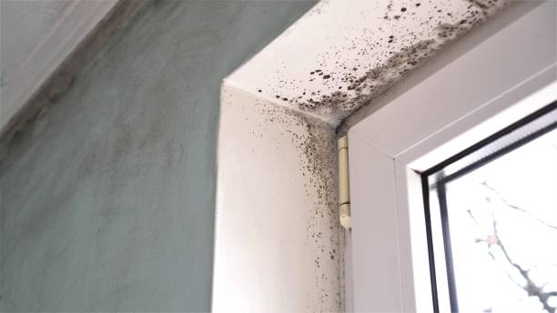 Best Commercial Mold Removal  in Attica, MI