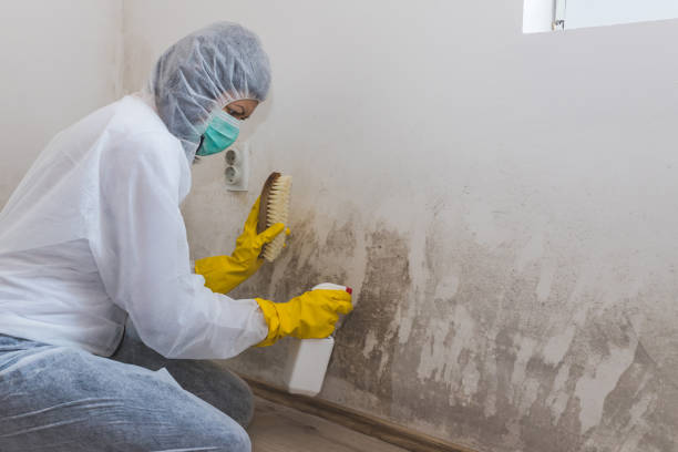 Mold Removal and Inspection in Attica, MI