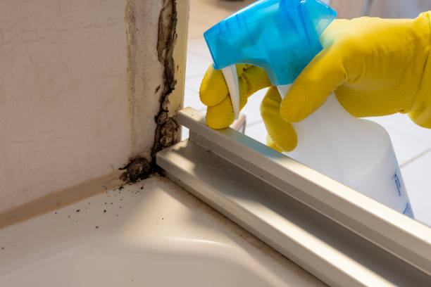 Best Professional Mold Removal  in Attica, MI