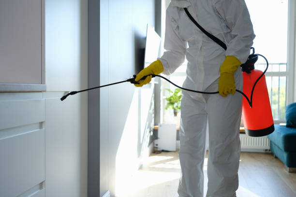 Best Certified Mold Removal  in Attica, MI
