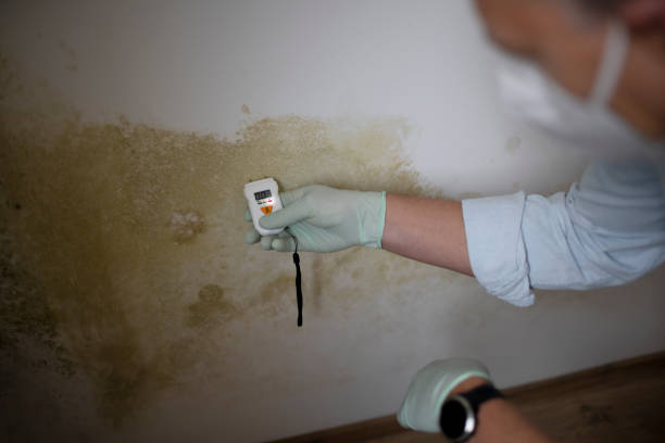 Office Mold Removal Services in Attica, MI