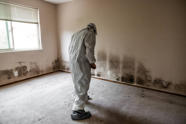 Professional Mold Removal in Attica, MI