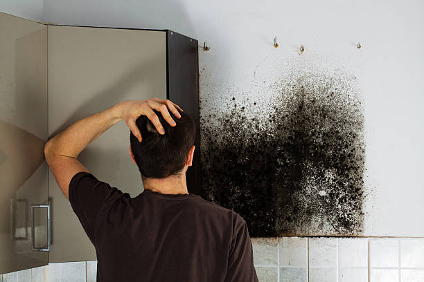 Best Commercial Mold Removal  in Attica, MI