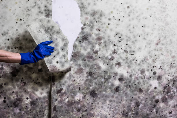 Best Mold Remediation  in Attica, MI