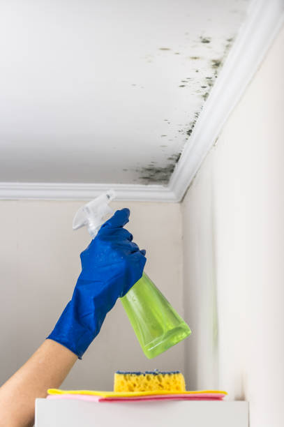Best Attic Mold Removal  in Attica, MI