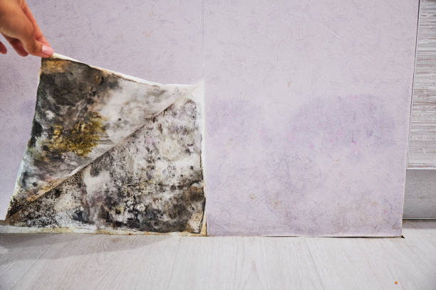 Attic Mold Removal in Attica, MI